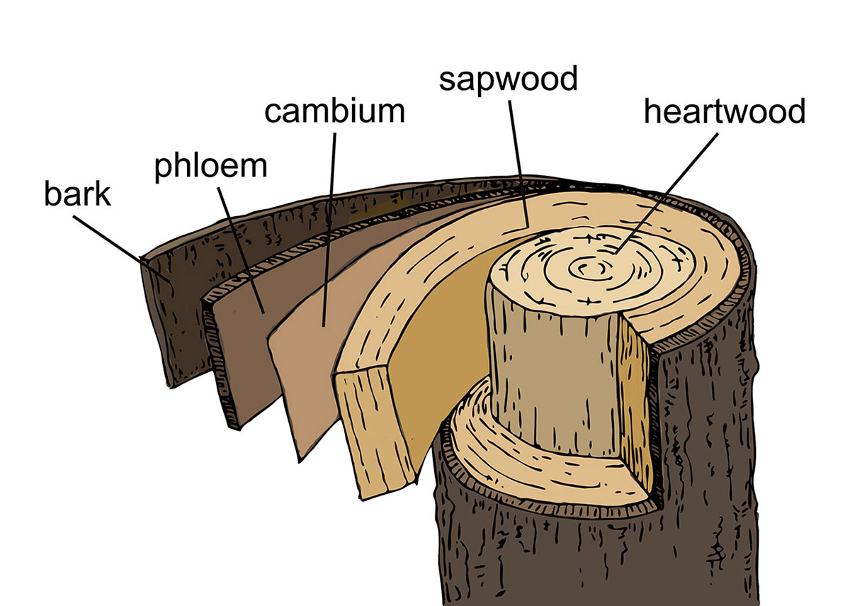 Bark Layers