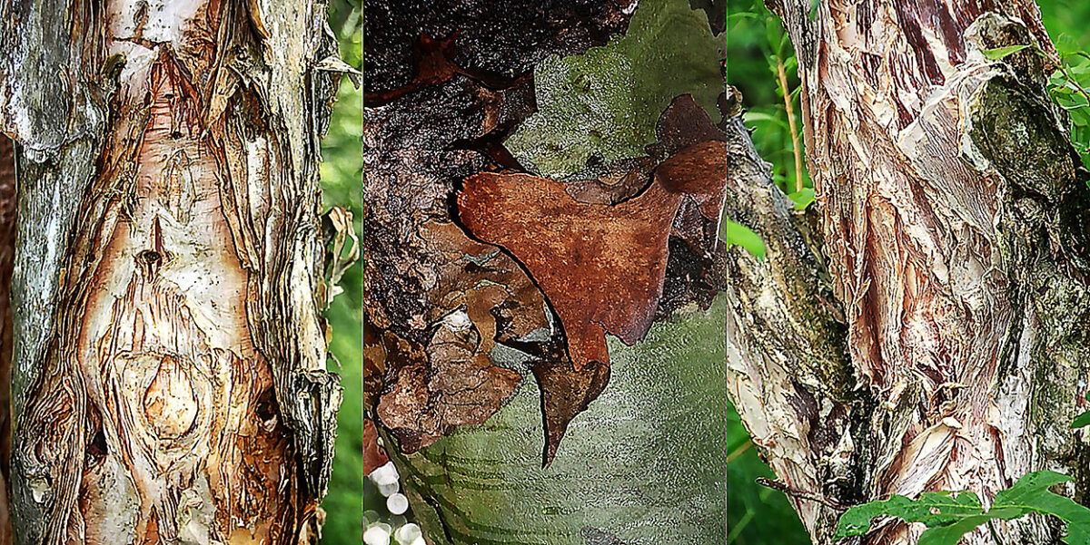 Bark Types for Painting