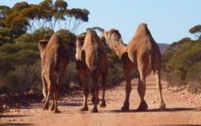 Feral Camels, Western Australia