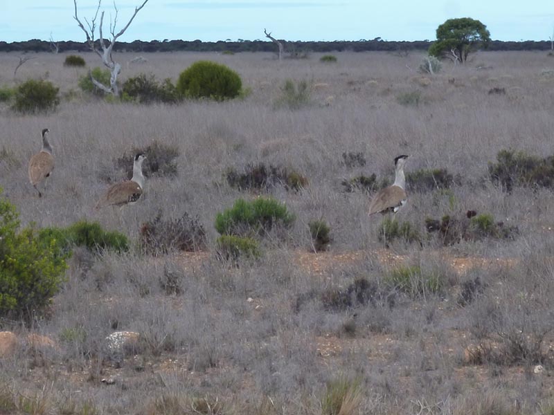 Australian Bustards in their natural habitat